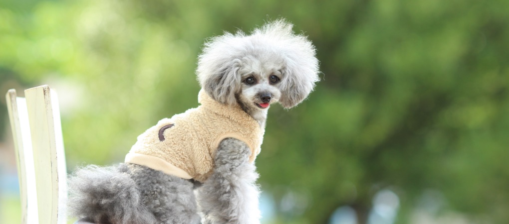 IDOG＆ICAT ペット事業