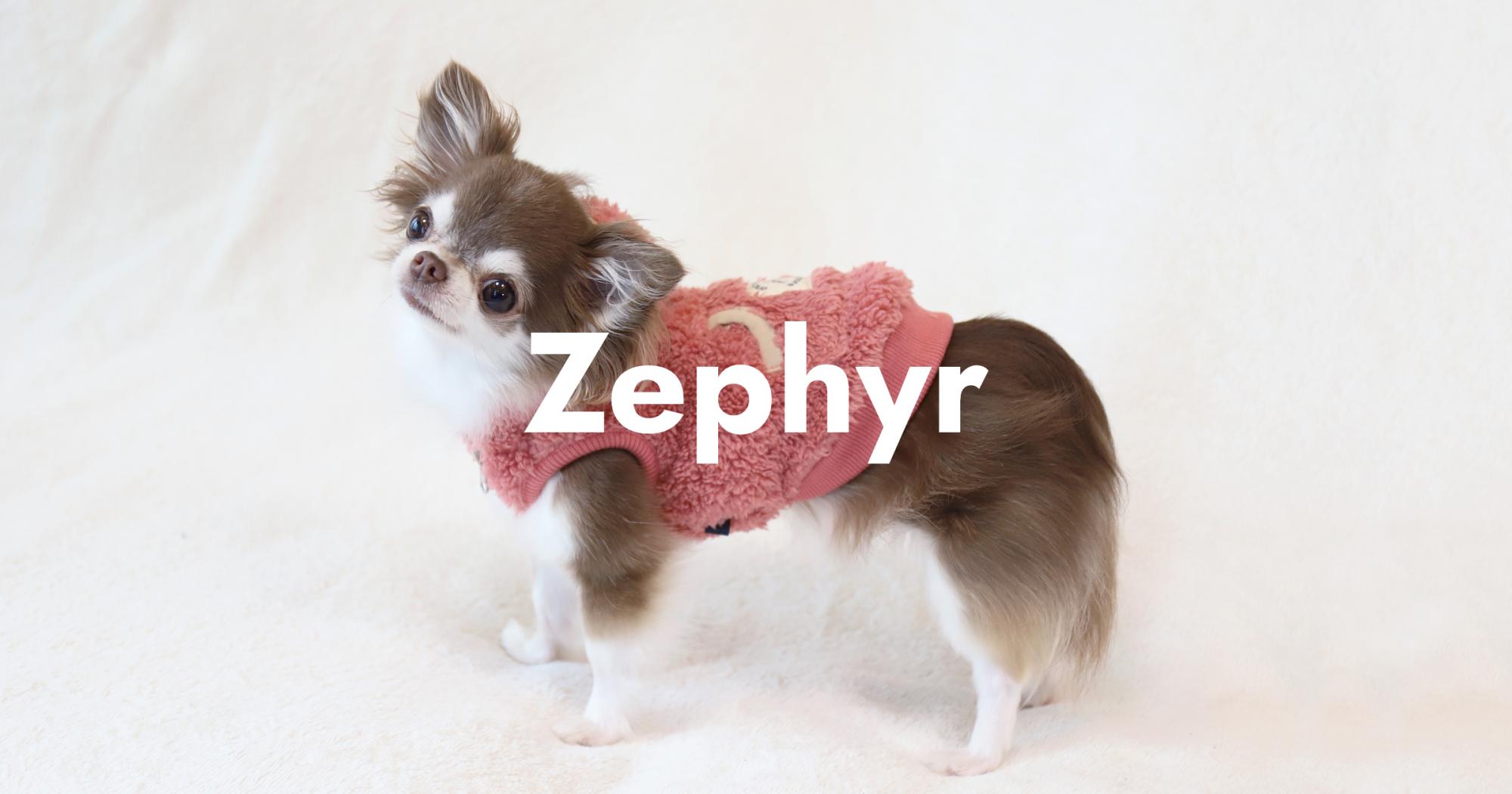 IDOG＆ICAT ペット事業｜株式会社ゼフィール｜IDOG&ICAT・livligを運営